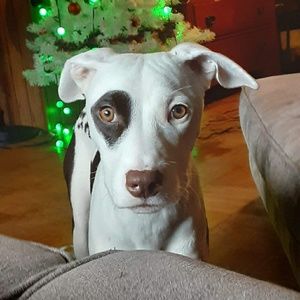 Meet your Posher, Destiny